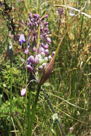 Allium carinatum subsp. pulchellum \ Schner Lauch / Pretty Keeled Garlic, Slowenien/Slovenia Postojna 14.7.2007