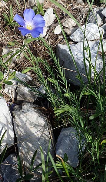 Linum alpinum \ Alpen-Lein / Mountain Flax, Slowenien/Slovenia Koschuta 7.7.2019