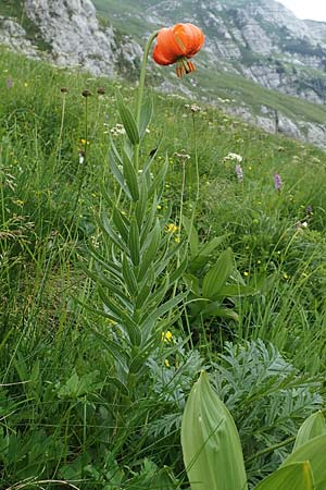 Lilium carniolicum subsp. carniolicum \ Krainer Lilie / Carniolan Lily, Slowenien/Slovenia Koschuta, Planina Pungrat 6.7.2019