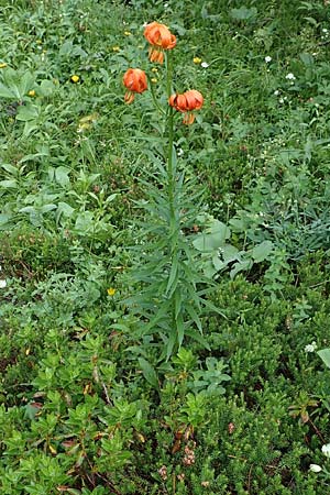 Lilium carniolicum subsp. carniolicum \ Krainer Lilie / Carniolan Lily, Slowenien/Slovenia Loibl-Pass 8.7.2019