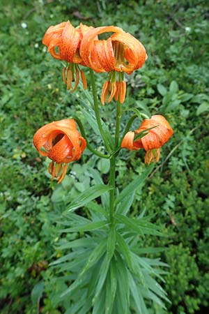 Lilium carniolicum subsp. carniolicum \ Krainer Lilie / Carniolan Lily, Slowenien/Slovenia Loibl-Pass 8.7.2019