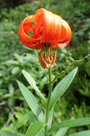 Lilium carniolicum subsp. carniolicum \ Krainer Lilie / Carniolan Lily, Slowenien/Slovenia Loibl-Pass 8.7.2019