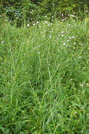 Succisella inflexa \ Eingebogener Moorabbiss, Sumpfabbiss / Southern Succisella, Slowenien/Slovenia Sajevce 1.8.2011