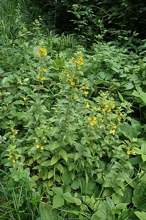 Lysimachia punctata \ Punktierter Gilb-Weiderich, Gold-Felberich / Yellow Loosestrife, Dotted Loosestrife, Slowenien/Slovenia Tric 9.7.2019