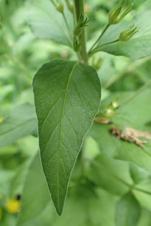 Lysimachia punctata \ Punktierter Gilb-Weiderich, Gold-Felberich / Yellow Loosestrife, Dotted Loosestrife, Slowenien/Slovenia Tric 9.7.2019