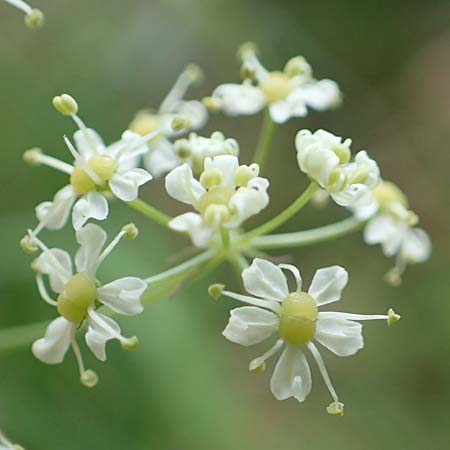 Laserpitium siler \ Berg-Laserkraut, Echter Bergkmmel / Narrow-Leaved Sermountain, Slowenien/Slovenia Koschuta 7.7.2019