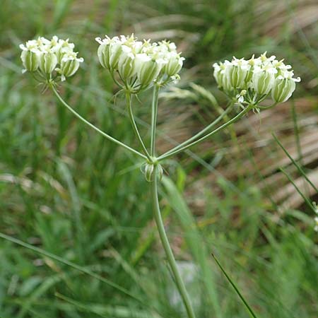 Laserpitium siler \ Berg-Laserkraut, Echter Bergkmmel / Narrow-Leaved Sermountain, Slowenien/Slovenia Koschuta 7.7.2019
