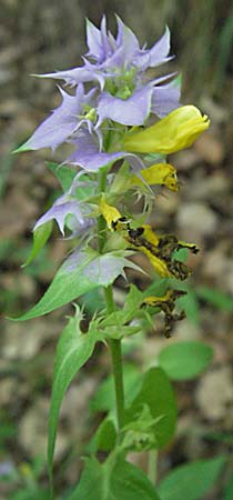 Melampyrum nemorosum \ Hain-Wachtelweizen / Blue Cow-Wheat, Slowenien/Slovenia Drau-Tal / Drava Valley 20.7.2007