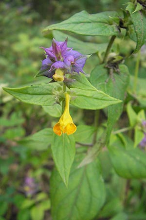 Melampyrum nemorosum \ Hain-Wachtelweizen / Blue Cow-Wheat, Slowenien/Slovenia Sajevce 1.8.2011