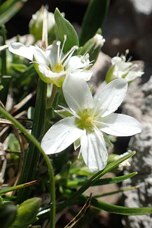 Sabulina austriaca \ sterreicher Miere / Austrian Sandwort, Slowenien/Slovenia Koschuta 7.7.2019