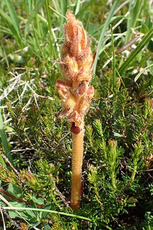 Orobanche gracilis \ Blutrote Sommerwurz / Slender Broomrape, Slowenien/Slovenia Koschuta, Planina Pungrat 6.7.2019