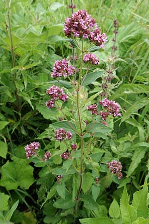 Origanum vulgare \ Wilder Majoran, Dost / Wild Marjoram, Slowenien/Slovenia Medvodje 9.7.2019