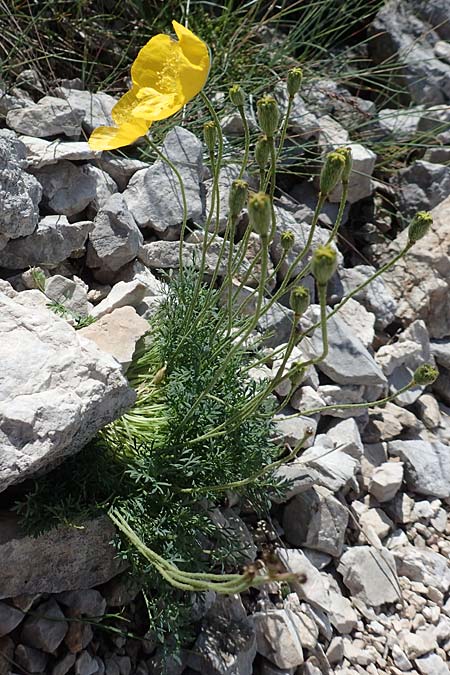 Papaver kerneri \ Kerners Alpen-Mohn / Kerner's Alpine Poppy, Slowenien/Slovenia Koschuta 7.7.2019