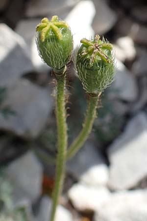 Papaver kerneri \ Kerners Alpen-Mohn / Kerner's Alpine Poppy, Slowenien/Slovenia Koschuta 7.7.2019