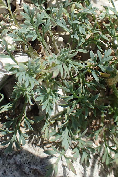 Papaver kerneri \ Kerners Alpen-Mohn / Kerner's Alpine Poppy, Slowenien/Slovenia Koschuta 7.7.2019