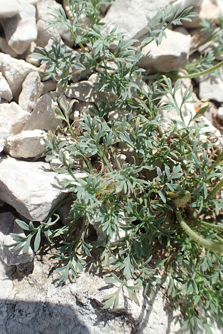 Papaver kerneri \ Kerners Alpen-Mohn / Kerner's Alpine Poppy, Slowenien/Slovenia Koschuta 7.7.2019