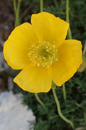 Papaver kerneri \ Kerners Alpen-Mohn / Kerner's Alpine Poppy, Slowenien/Slovenia Koschuta 7.7.2019