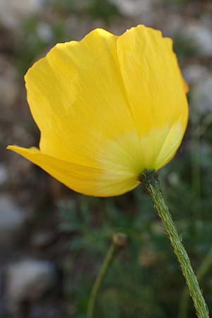Papaver kerneri \ Kerners Alpen-Mohn / Kerner's Alpine Poppy, Slowenien/Slovenia Koschuta 7.7.2019