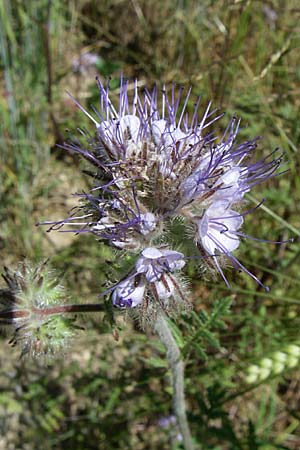 Phacelia tanacetifolia \ Bschelschn, Bienenfreund / Phacelia, Slowenien/Slovenia Maribor 31.5.2008