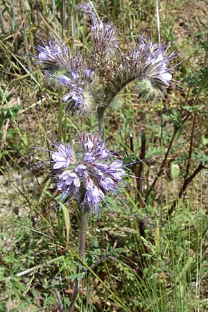 Phacelia tanacetifolia \ Bschelschn, Bienenfreund / Phacelia, Slowenien/Slovenia Maribor 31.5.2008