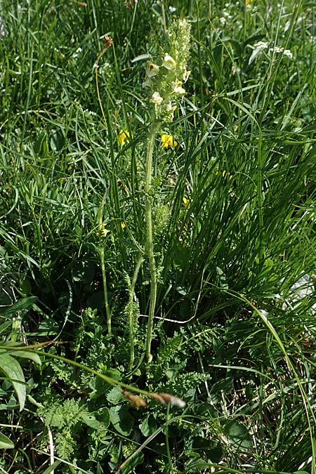 Pedicularis julica \ Julisches L�usekraut / Julian Lousewort, Slowenien/Slovenia Koschuta, Planina Pungrat 6.7.2019