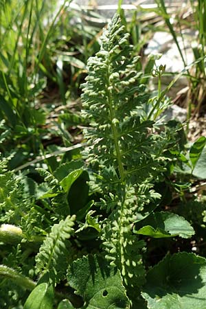 Pedicularis julica \ Julisches L�usekraut / Julian Lousewort, Slowenien/Slovenia Koschuta, Planina Pungrat 6.7.2019