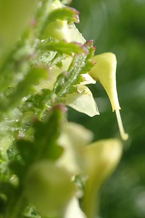 Pedicularis julica \ Julisches L�usekraut / Julian Lousewort, Slowenien/Slovenia Koschuta, Planina Pungrat 6.7.2019