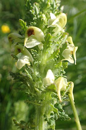 Pedicularis julica \ Julisches L�usekraut / Julian Lousewort, Slowenien/Slovenia Koschuta, Planina Pungrat 6.7.2019