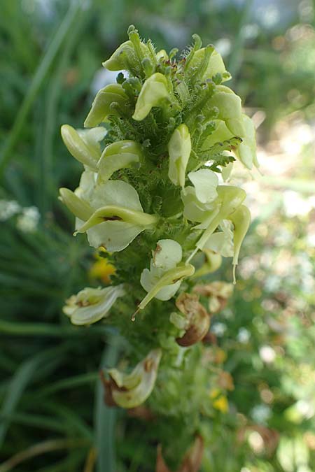 Pedicularis julica \ Julisches L�usekraut / Julian Lousewort, Slowenien/Slovenia Koschuta, Planina Pungrat 6.7.2019