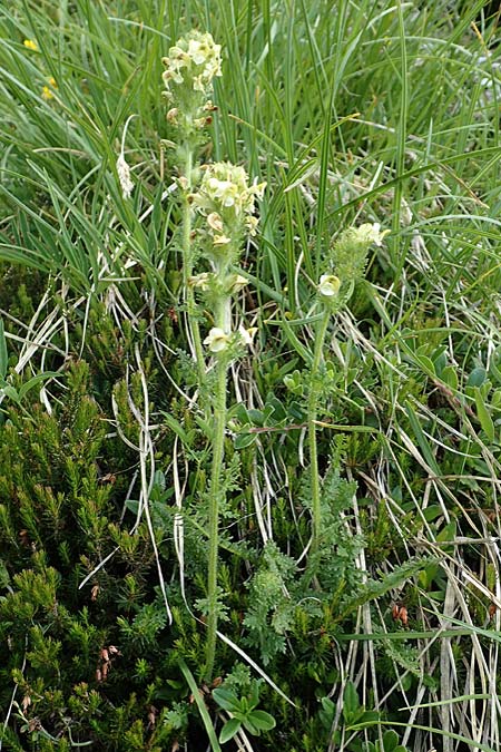 Pedicularis julica \ Julisches L�usekraut / Julian Lousewort, Slowenien/Slovenia Koschuta, Planina Pungrat 6.7.2019