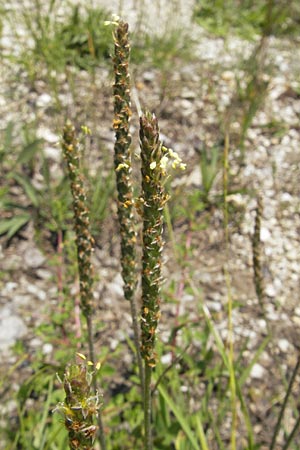 Plantago holosteum \ Kiel-Wegerich / Plantain, Slowenien/Slovenia Postojna 27.6.2010