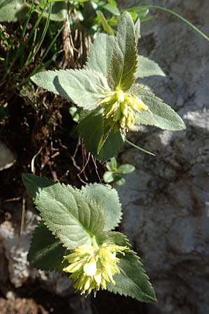Paederota lutea \ Gelbes M�nderle / Yellow Veronica, Slowenien/Slovenia Koschuta 7.7.2019