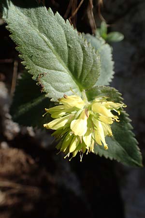 Paederota lutea \ Gelbes M�nderle / Yellow Veronica, Slowenien/Slovenia Koschuta 7.7.2019