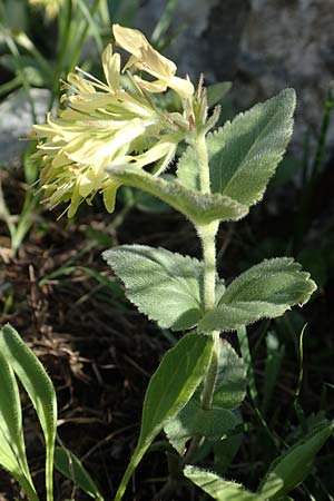 Paederota lutea \ Gelbes M�nderle / Yellow Veronica, Slowenien/Slovenia Koschuta 7.7.2019