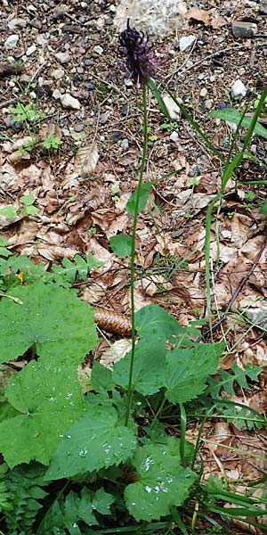 Phyteuma ovatum \ Hallers Teufelskralle / Dark Rampion, Slowenien/Slovenia Koschuta 7.7.2019