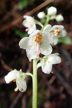 Pyrola rotundifolia \ Rundblttriges Wintergrn / Round-Leaved Wintergreen, Slowenien/Slovenia Loibl-Pass 8.7.2019