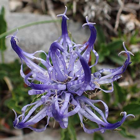 Phyteuma sieberi \ Dolomiten-Teufelskralle, Siebers Teufelskralle / Sieber's Rampion, Slowenien/Slovenia Koschuta 7.7.2019