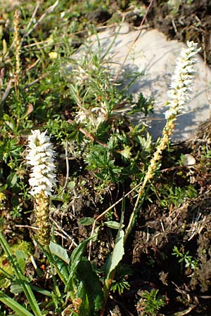 Bistorta vivipara \ Knllchen-Knterich / Alpine Bistort, Slowenien/Slovenia Koschuta, Planina Pungrat 6.7.2019