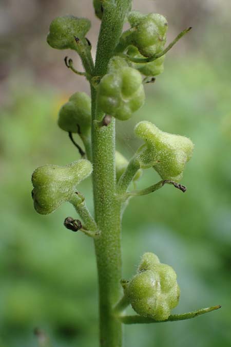 Aconitum lycoctonum subsp. vulparia \ Gelber Eisenhut, Wolfs-Eisenhut / Yellow Wolfsbane, Slowenien/Slovenia Loibl-Pass 8.7.2019