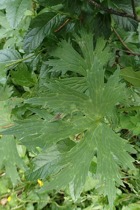 Aconitum lycoctonum subsp. vulparia \ Gelber Eisenhut, Wolfs-Eisenhut / Yellow Wolfsbane, Slowenien/Slovenia Loibl-Pass 8.7.2019