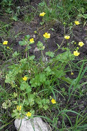 Ranunculus sardous \ Sardischer Hahnenfu, Rauher Hahnenfu / Hairy Buttercup, Slowenien/Slovenia Postojna 27.6.2010