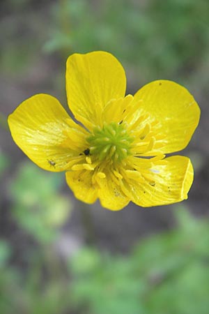Ranunculus sardous \ Sardischer Hahnenfu, Rauher Hahnenfu / Hairy Buttercup, Slowenien/Slovenia Postojna 27.6.2010