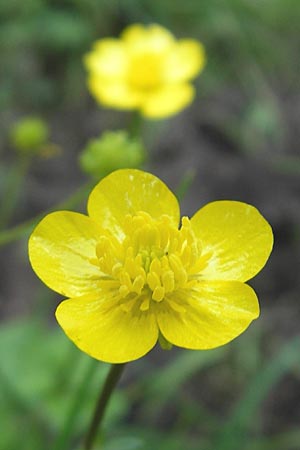 Ranunculus sardous \ Sardischer Hahnenfu, Rauher Hahnenfu / Hairy Buttercup, Slowenien/Slovenia Postojna 27.6.2010