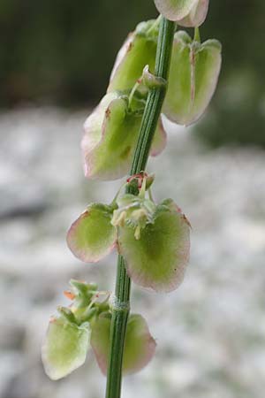 Rumex scutatus \ Schild-Ampfer / French Sorrel, Slowenien/Slovenia Koschuta, Planina Pungrat 6.7.2019