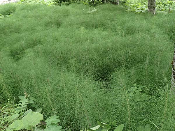 Equisetum telmateia \ Riesen-Schachtelhalm / Great Horsetail, Slowenien/Slovenia Medvodje 9.7.2019