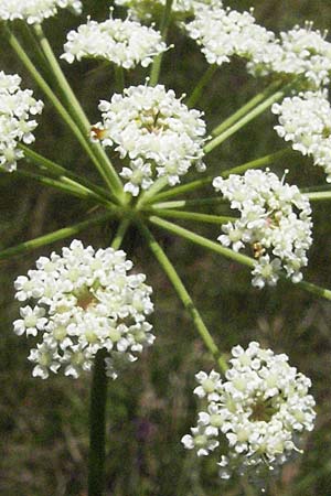 Seseli libanotis \ Heilwurz / Moon Carrot, Slowenien/Slovenia Postojna 14.7.2007