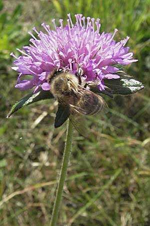Knautia drymeia subsp. drymeia \ Ungarische Witwenblume, Balkan-Witwenblume / Hungarian Widow Flower, Slowenien/Slovenia Postojna 14.7.2007