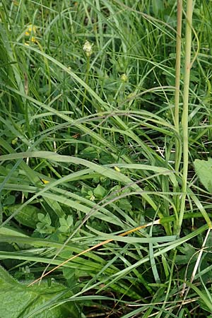 Scorzonera rosea \ Rosenrote Schwarzwurzel / Rosy Viper's Grass, Slowenien/Slovenia Koschuta 7.7.2019