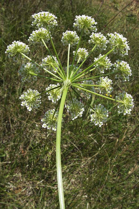 Seseli libanotis \ Heilwurz / Moon Carrot, Slowenien/Slovenia Postojna 14.7.2007