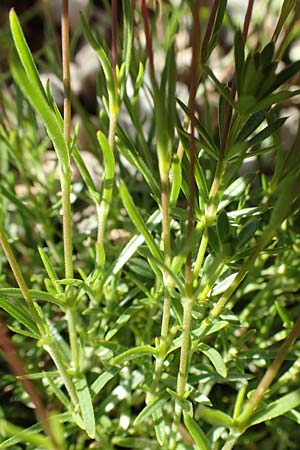 Silene hayekiana \ Hayeks Leimkraut / Hayek Catchfly, Slowenien/Slovenia Koschuta 7.7.2019